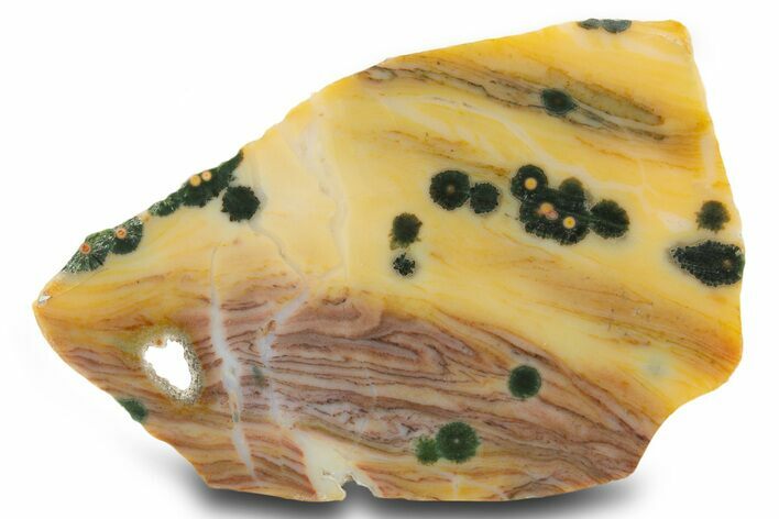 Multi-Colored, Orbicular Ocean Jasper Slab - Madagascar #334893